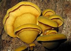 Attēlu rezultāti vaicājumam “Panellus serotinus”