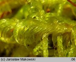 Attēlu rezultāti vaicājumam “Sanionia uncinata”