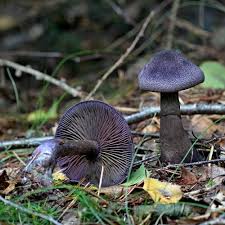 Attēlu rezultāti vaicājumam “Cortinarius violaceus”