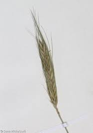 Image result for Secale cereale