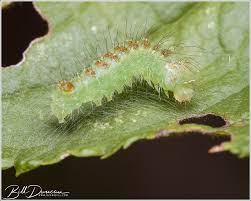 Attēlu rezultāti vaicājumam “Noctuidae”