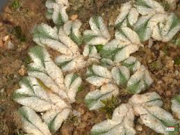 Attēlu rezultāti vaicājumam “Marchantiopsida”