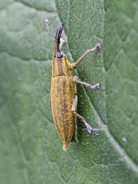 Attēlu rezultāti vaicājumam “Lixus iridis”