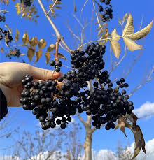Attēlu rezultāti vaicājumam “Phellodendron amurense”