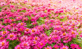 Image result for Zinnia violacea