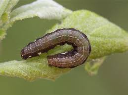 Attēlu rezultāti vaicājumam “Eupsilia transversa”