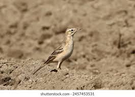 Image result for Anthus campestris