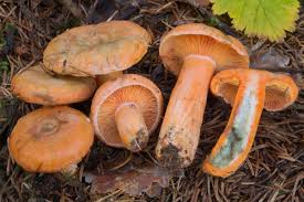 Attēlu rezultāti vaicājumam “Lactarius deterrimus”