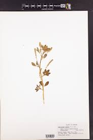 Attēlu rezultāti vaicājumam “Melilotus wolgicus”