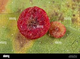 Attēlu rezultāti vaicājumam “Neuroterus albipes”