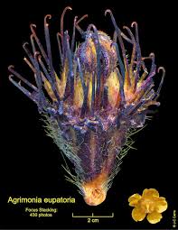 Attēlu rezultāti vaicājumam “Agrimonia eupatoria fruit”