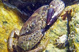 Image result for Eriphia verrucosa