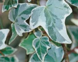 Attēlu rezultāti vaicājumam “Hedera helix  leaf”