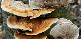 Attēlu rezultāti vaicājumam “Inonotus rheades”