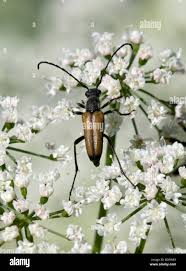 Attēlu rezultāti vaicājumam “Anastrangalia sanguinolenta male”