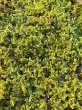 Attēlu rezultāti vaicājumam “Thuidium tamariscinum”