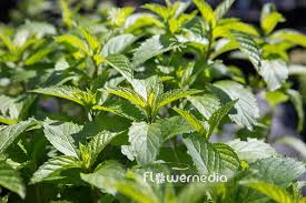 Attēlu rezultāti vaicājumam “Mentha x piperita”