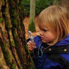 Attēlu rezultāti vaicājumam “Symphytocarpus impexus young”