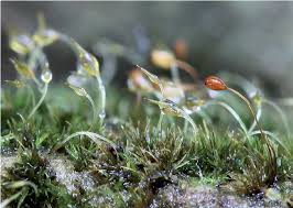 Attēlu rezultāti vaicājumam “Seligeria pusilla”