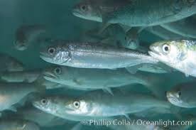 Image result for Oncorhynchus tshawytscha