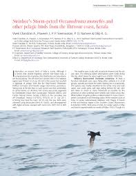 Image result for Oceanodroma monorhis