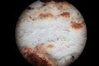 Attēlu rezultāti vaicājumam “Skeletocutis stellae”