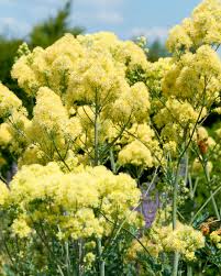 Attēlu rezultāti vaicājumam “Thalictrum flavum flower”