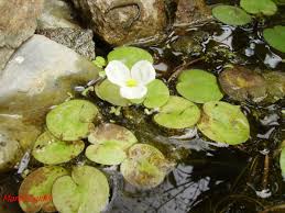 Attēlu rezultāti vaicājumam “Hydrocharis morsus-ranae fruit”