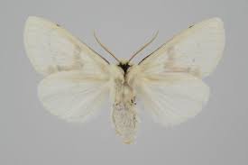 Attēlu rezultāti vaicājumam “Leucodonta bicoloria”