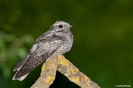 Image result for Caprimulgus europaeus