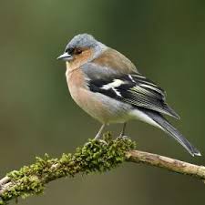 Attēlu rezultāti vaicājumam “Fringilla coelebs male”