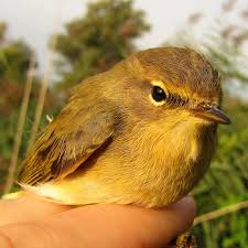 Attēlu rezultāti vaicājumam “Phylloscopus collybita”