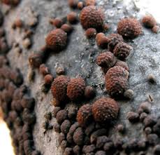 Attēlu rezultāti vaicājumam “Hypoxylon fuscum”