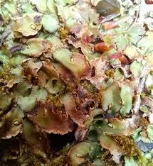 Attēlu rezultāti vaicājumam “Preissia quadrata”