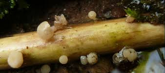 Attēlu rezultāti vaicājumam “Cudoniella clavus”