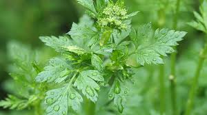 Image result for Petersilie