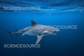 Image result for Galeocerdo cuvier