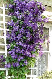Attēlu rezultāti vaicājumam “Clematis”