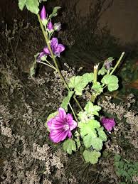 Image result for Malva sylvestris var. mauritiana