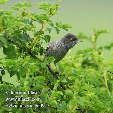 Attēlu rezultāti vaicājumam “Sylvia nisoria adult”