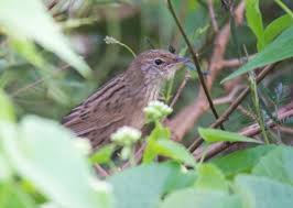 Image result for Locustella lanceolata