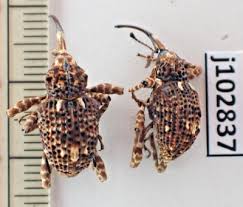 Attēlu rezultāti vaicājumam “Curculionidae”