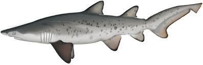 Image result for Carcharias taurus