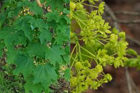 Attēlu rezultāti vaicājumam “Acer platanoides flower”