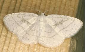 Attēlu rezultāti vaicājumam “Cabera pusaria male”