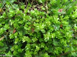 Attēlu rezultāti vaicājumam “Stellaria pallida”