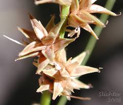 Attēlu rezultāti vaicājumam “Carex echinata”