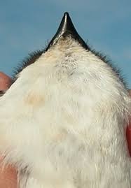 Attēlu rezultāti vaicājumam “Delichon urbicum adult”