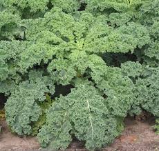 Kale vegetable