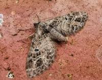 Attēlu rezultāti vaicājumam “Eupithecia exiguata”